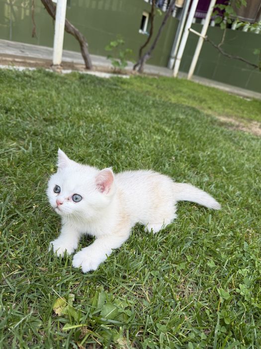 Britanskiy Shinshils 2 ta ogil bola