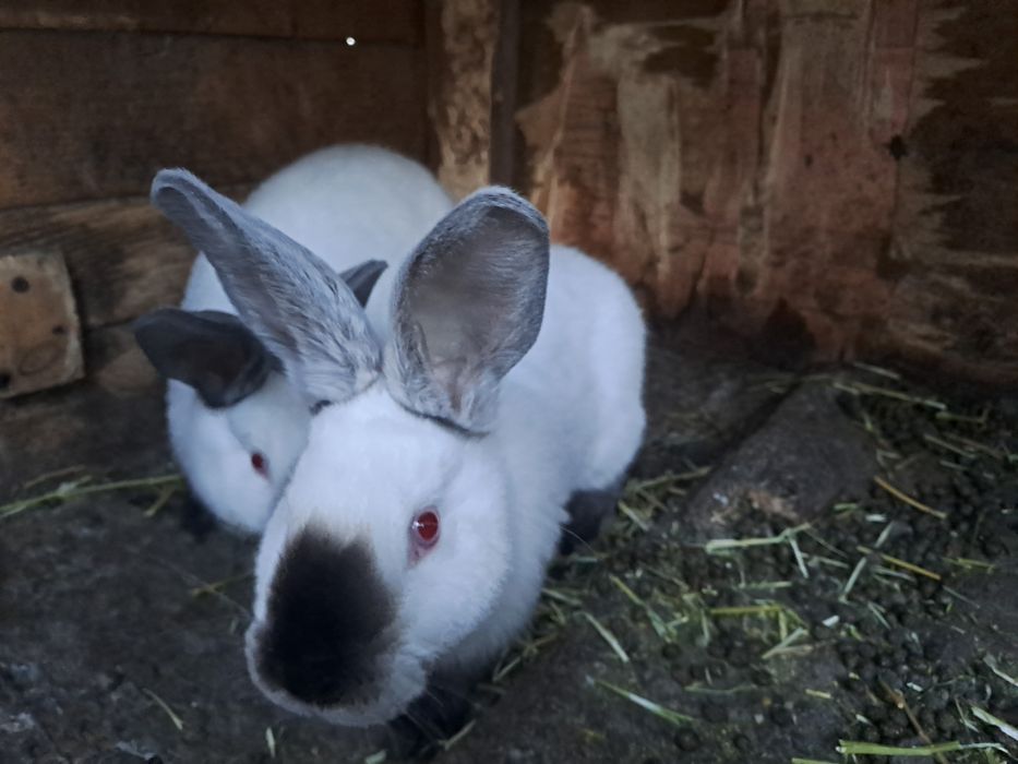 Californian pui de vanzare