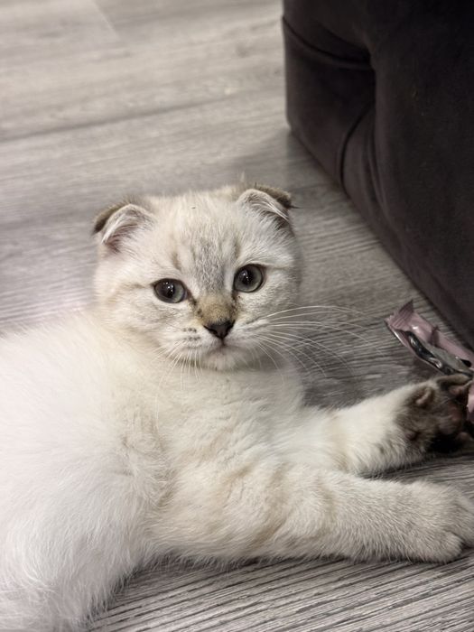 Котики шотландские 3 месяца