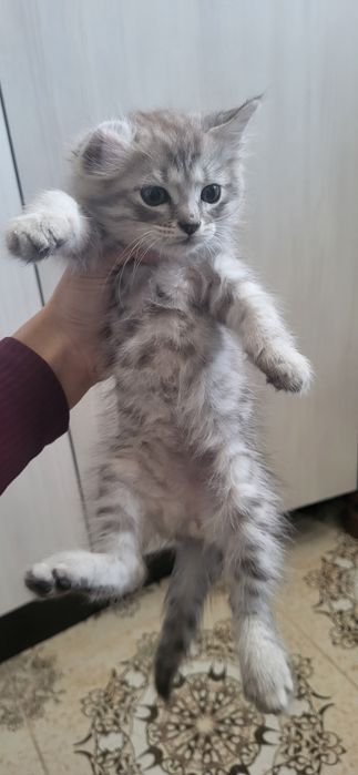 Отдам котика в добрые руки