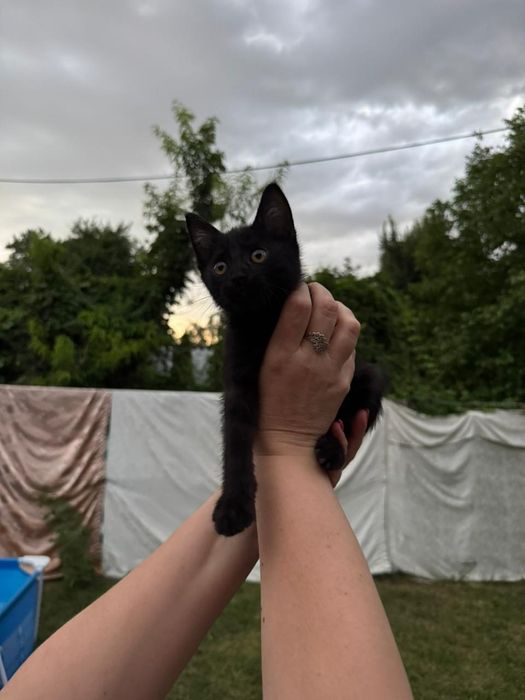 Котёнок бесплатно