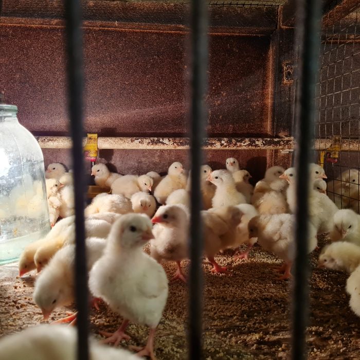 Цыплята бройлеры