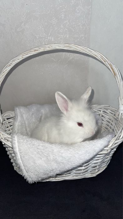 Кролики декоративные