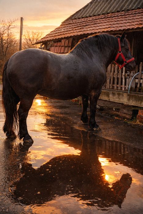 Iapa,manza neagra gestanta patru ani
