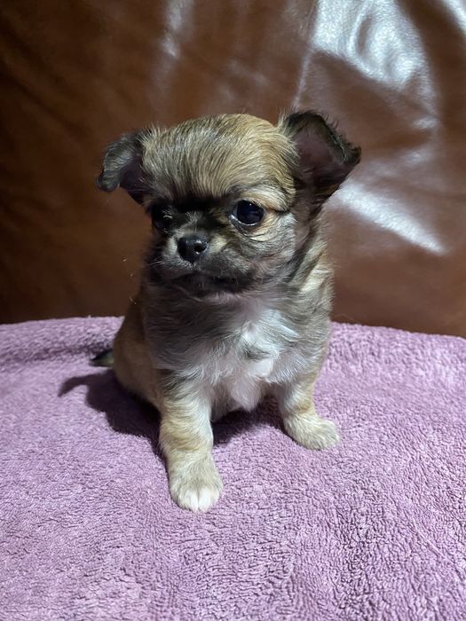 Щенок чихуахуа. Девочка