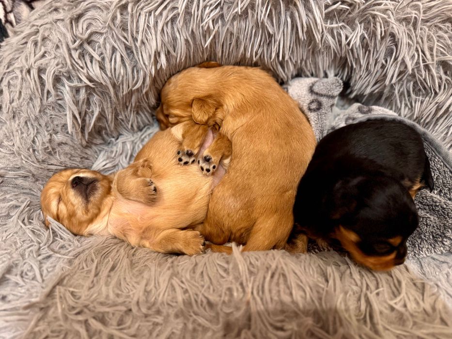 Чихуахуа гр.Силистра