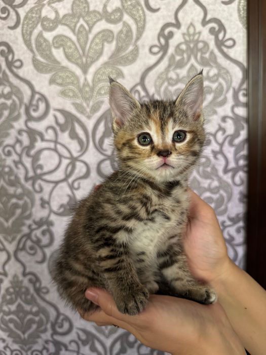 Котята скоттиш страйт. 1,5 месяца