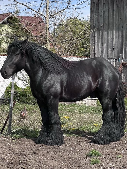 Armasari belgieni