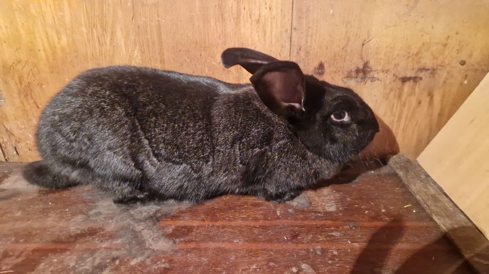 Продам кроликов Серебро