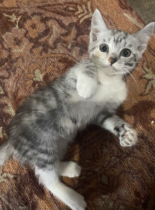 Отдам котят в добрые руки