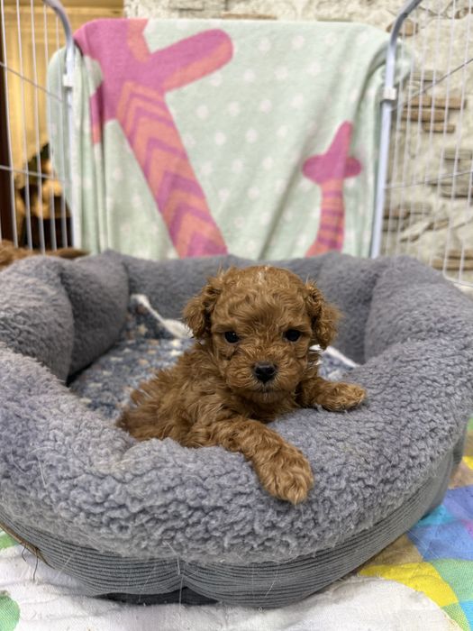 Продам мини мальтипу мальчик