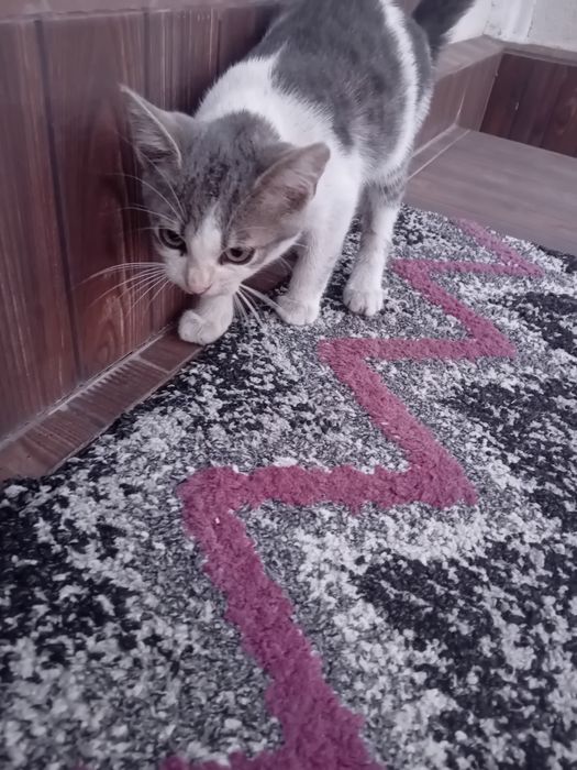 Donez2 puiuți  pisic