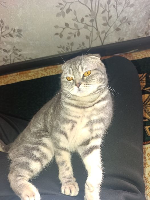 Домашний питомец