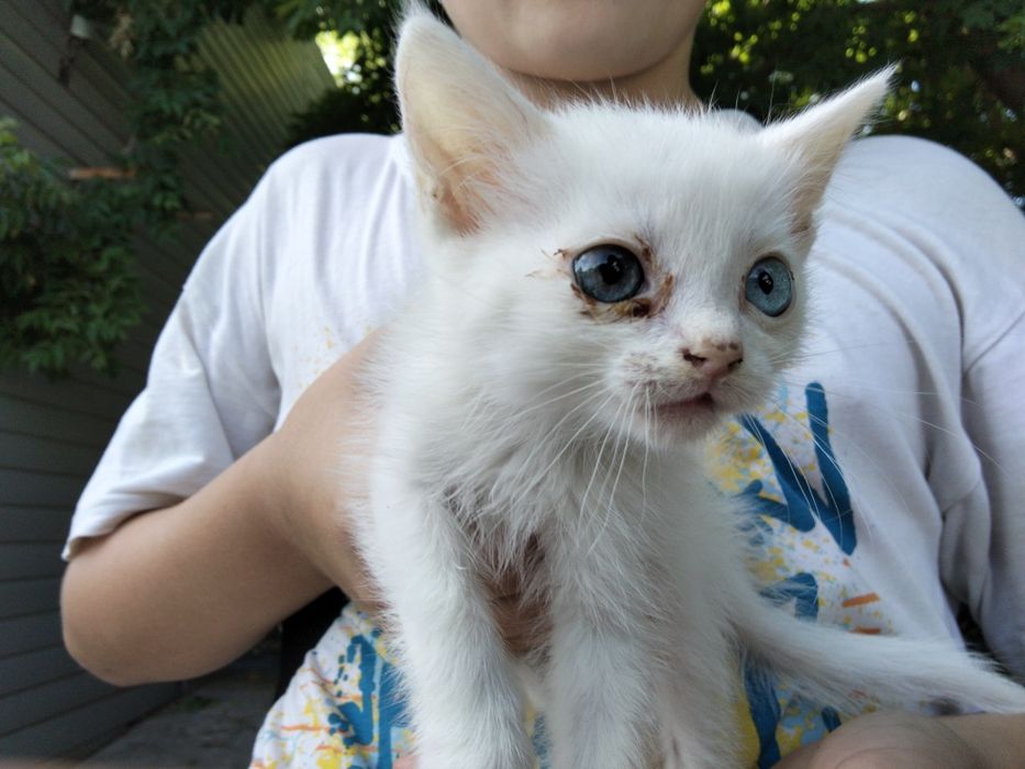 Котёнок белого цвета