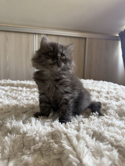 British longhair