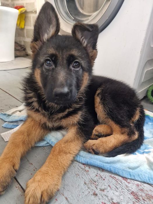 Щенок немецкой овчарки