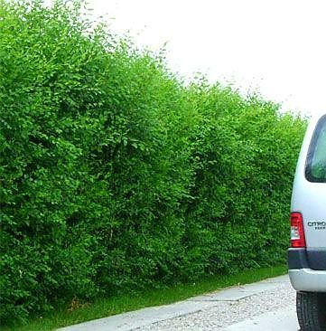 Gard viu crestere rapida, lemn cainesc , fag, carpen, ulm de turkestan