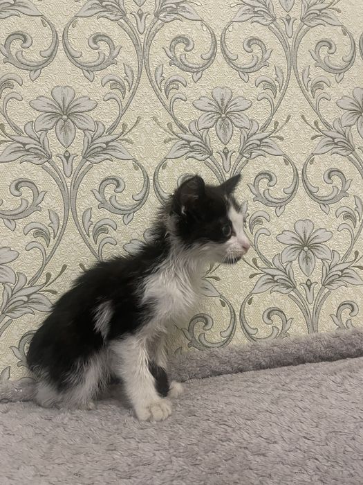 Отдам котенка мальчик