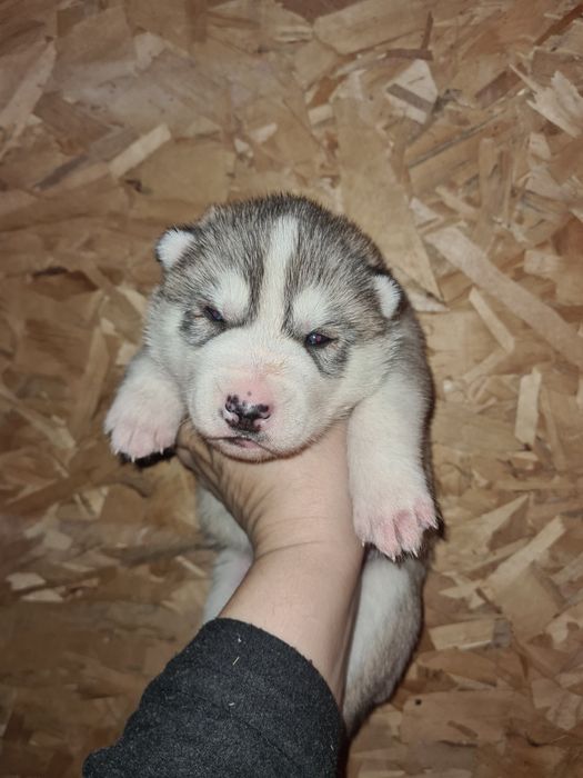 Продам щенков сибирской хаски.
