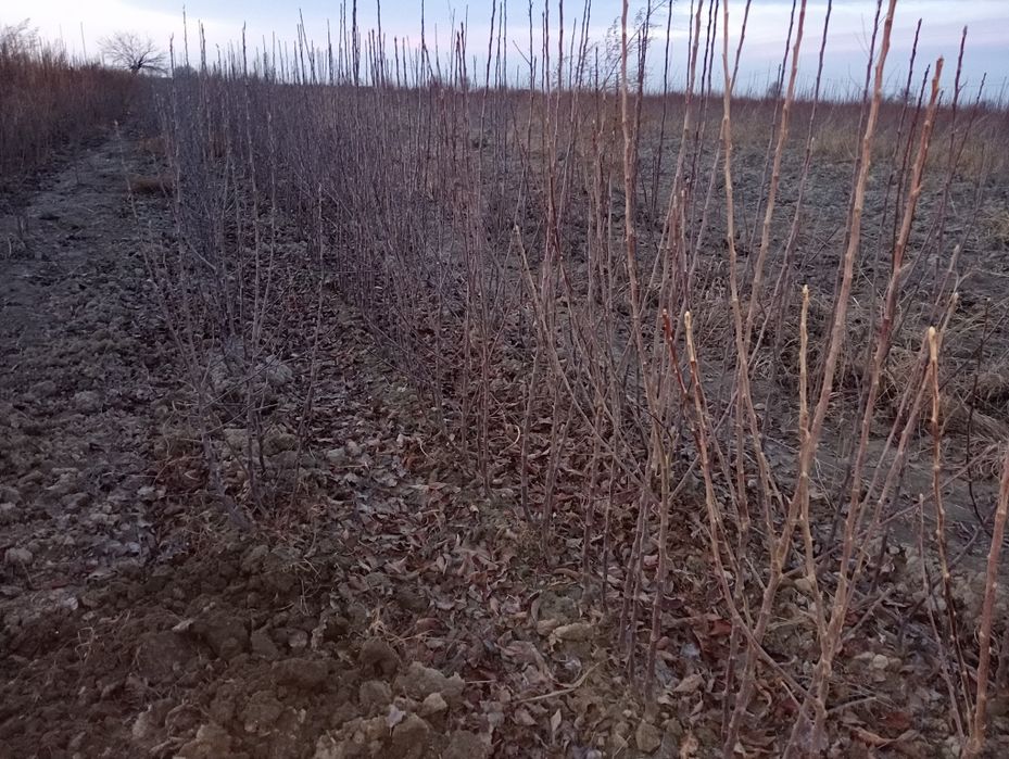 Гилос кучатлари хамма навлари бор