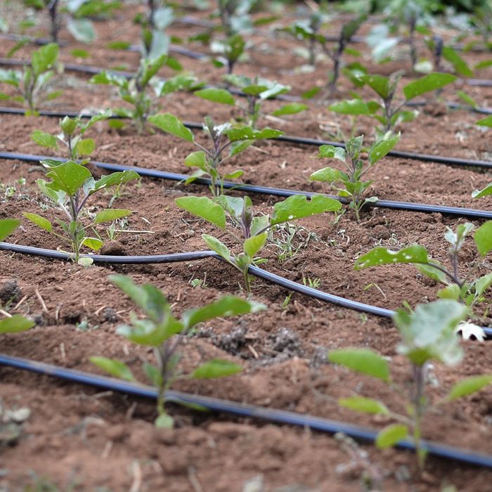Proiectare sisteme irigare gazon, irigare legume