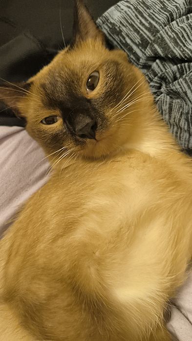 Отдам кота и кошку
