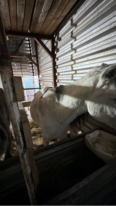 Кобыла ручная, торг имеется