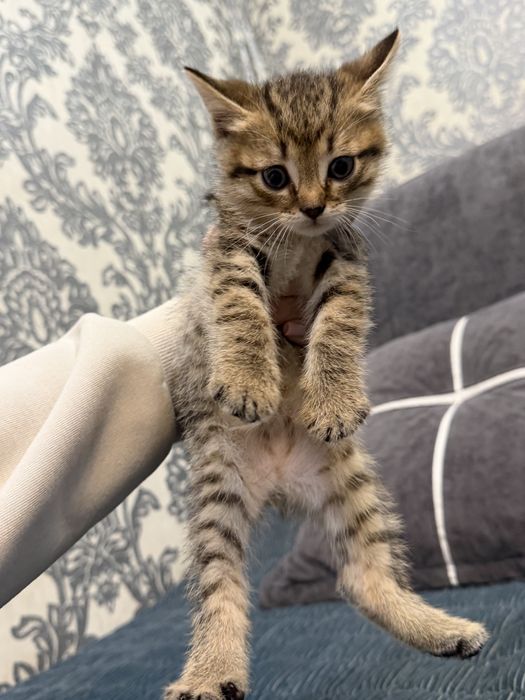 Котята британцы