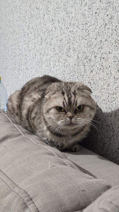 Кошка шотландская вислоухая