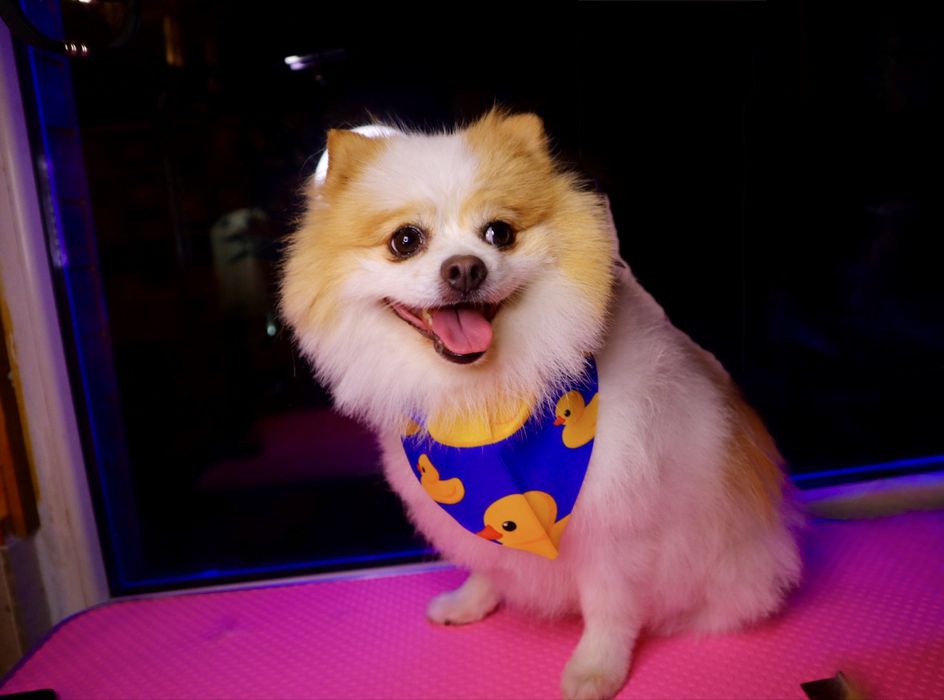 Tune catei bragadiru