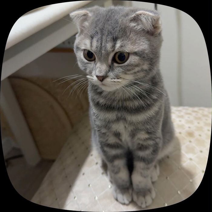 Продаётся котёнок шотландская вислоухая