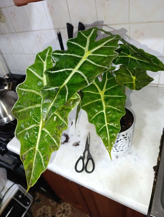 Алаказия разные виды