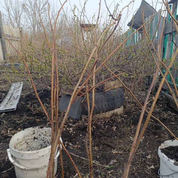 Продам саженцы малины