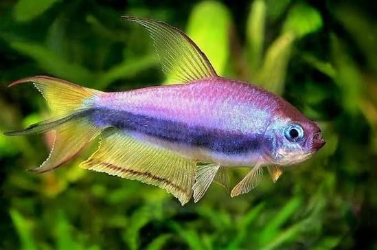 Тетра Пальмери (Императорская)