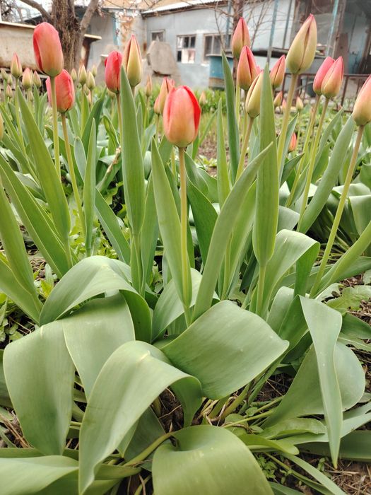 Тюльпаны крупные, красные