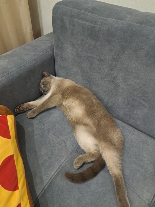Найдена кошка потеряшка