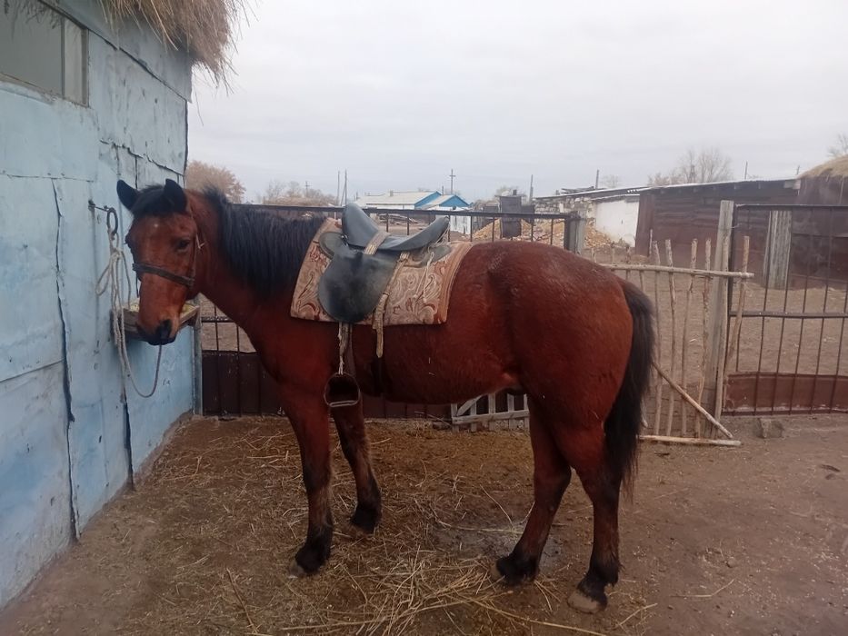 Продам коня, скакун