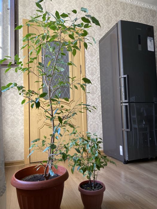 Фикус Бенджемина