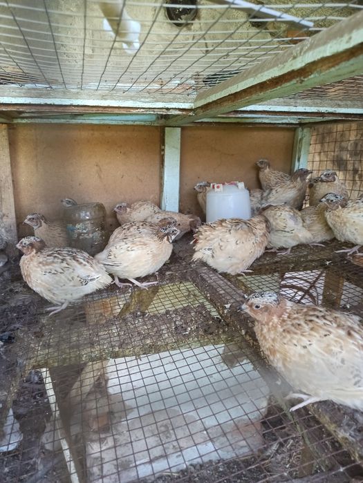 Продам перепелок, бөдене.