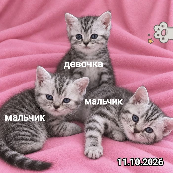 Британские котята