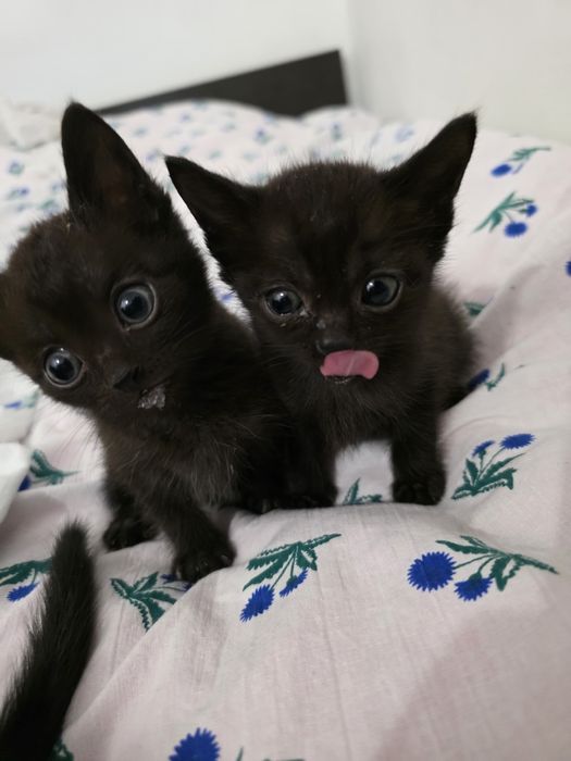 Котята в хорошие руки