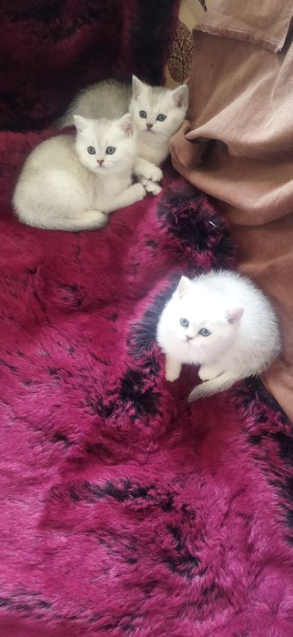 Шиншилла Серебро котята
