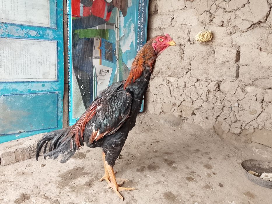 Sotiladi jöja xòroz