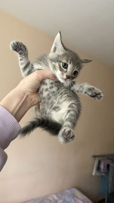 Отдам котят БЕСПЛАТНО