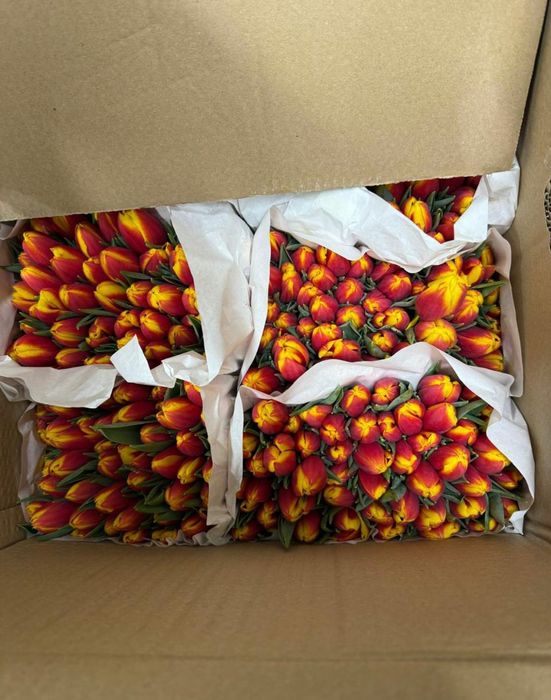 Тюльпаны голландский