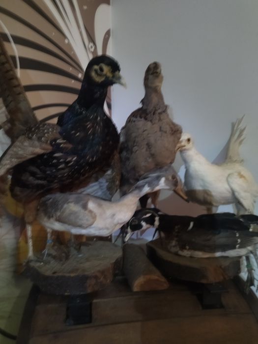 Păsări  împăiate