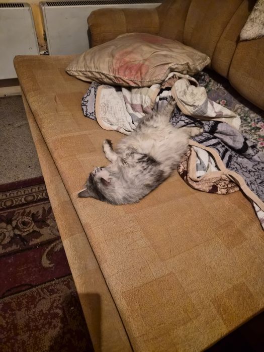 Отдаю кошек бесплатно