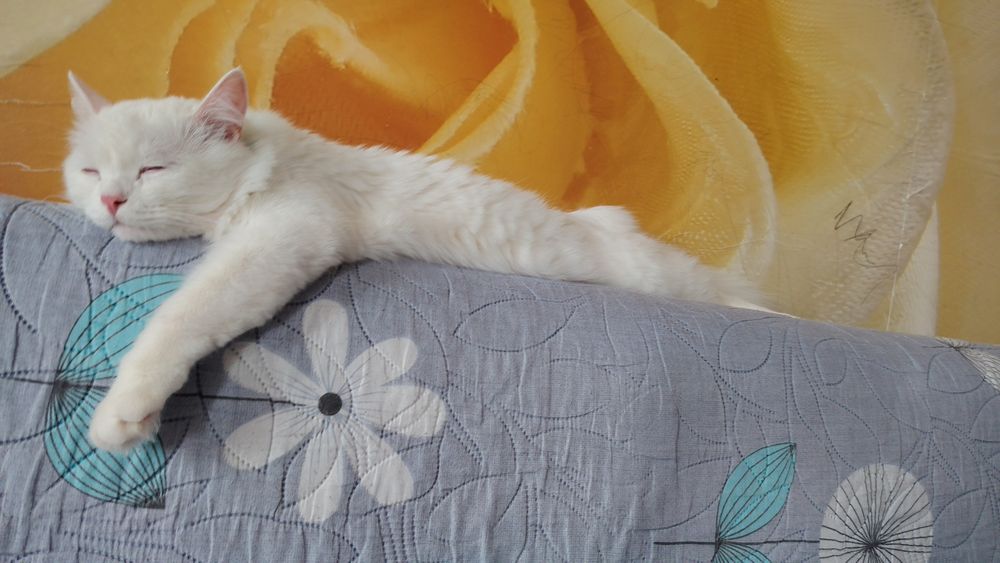 Отдам бесплатно кот