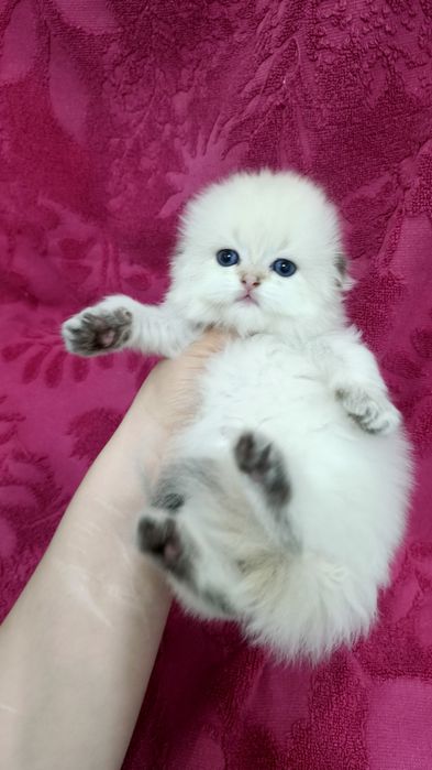 Продаётся чистокровная шотландская девочка хайленд хайленд-фолд