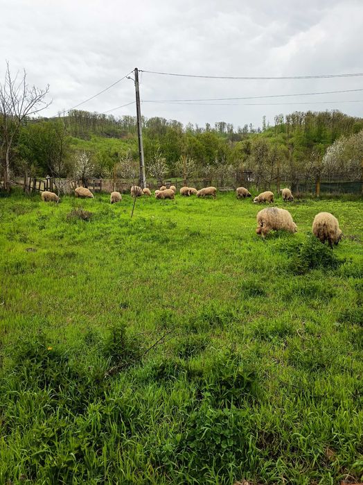 Oi și mieluțe de vânzare oile sunt și cu lapte și sterpe iar mieluțele au un an pe28 aprilie